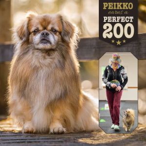 CARO Rally perfect 200 score - new rally intermediate title for Peikko - Tibetan Spaniel