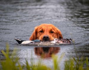 Golden Retriever, Catch, retrieves a duck during a hunt test