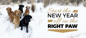 dog & puppy training classes 2025