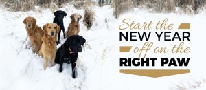 puppy & dog training classes 2026