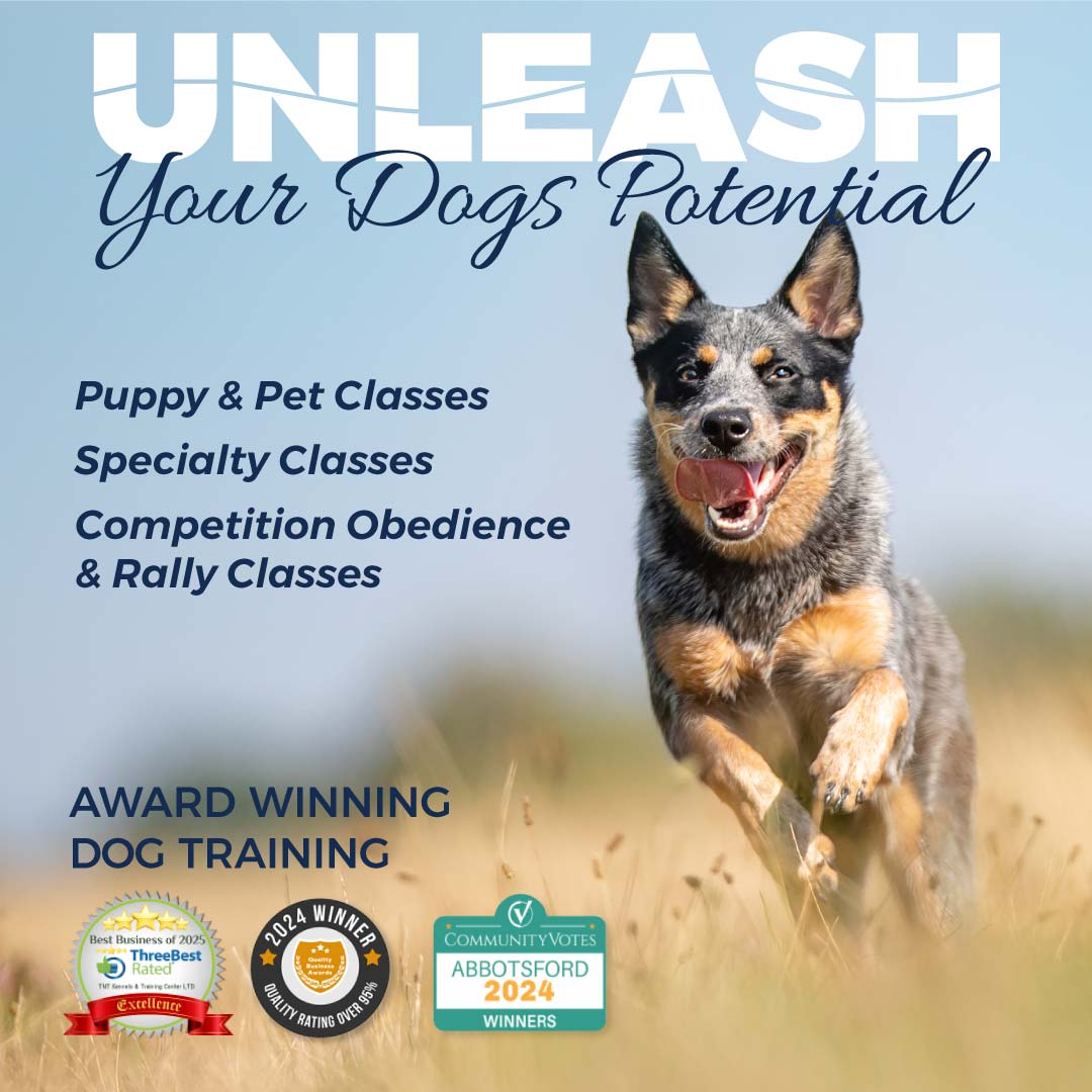 Sale affordable dog training classes near me Top Sellers
