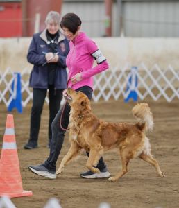 Golden Retriever Catch working the figure eight at an obedience trial with dog trainer Janice Gunn