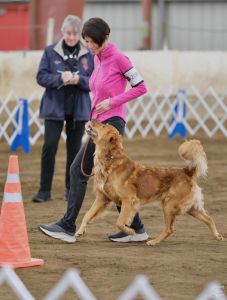 Janice heeling with one of her award winning golden retrievers