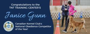 Obedience training / Puppy & dog classes - training for the real world - pair of golden retrievers in a sit stay