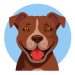 Oaklie - mixed breed