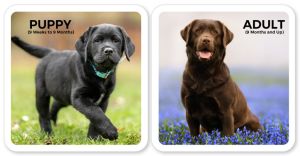 dog training classes for puppies and adult dogs