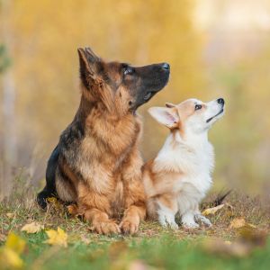 Puppy training and training for adult dogs (beginner)