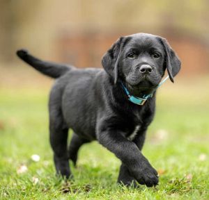 puppy training classes abbotsford shows cute labrador puppy