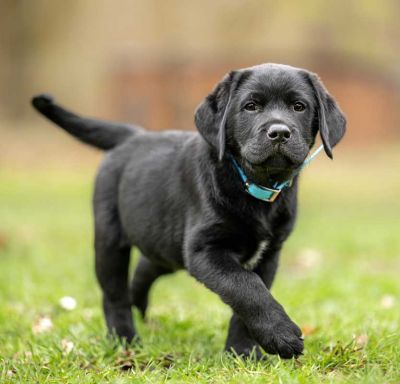 lab-puppy-bluer-collar puppy training classes abbotsford shows cute labrador puppy