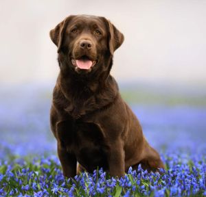 Obedience training for Adult dogs