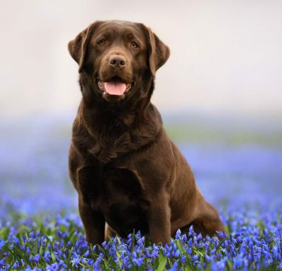 adult-lab-834 Obedience training for Adult dogs