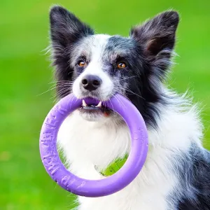 Aussie Shepherd with Puller Ring Toy (Standard sized)