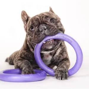 French bulldog using Puller Midi sized ring toy