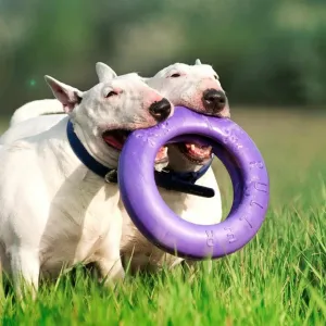 bull terriers with Puller mini toy