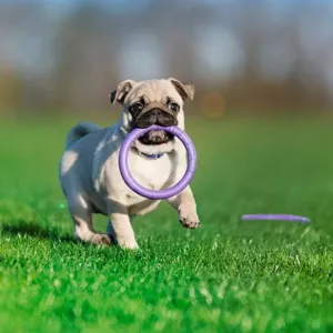 French bulldog puppy will Puller Midi toy