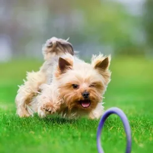 Yorkshire Terrier with Puller Midi Ring Toy