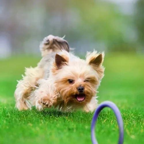 Yorkshire Terrier with Puller Midi Ring Toy