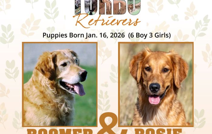 Boomer X Rosie Puppies Born Jan. 2026 - TNT Training Center