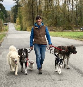 dog trainer Katrina walking 5 dogs on leash