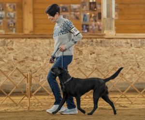 Chime Heeling (2026)