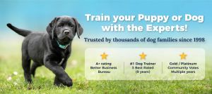 Train your puppy or dog with the Experts - trusted by thousands of dog families since 1998