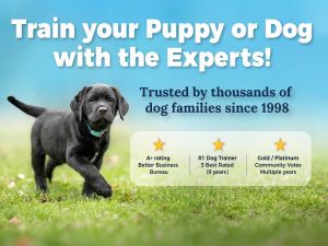 Train your puppy or dog with the Experts - trusted by thousands of dog families since 1998