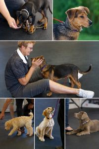 dog training class collage.